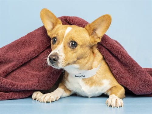 Photo of Tapatio, adoptable Chihuahua in Phoenix, Arizona