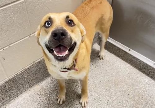 Photo of Autumn, adoptable Labrador Retriever in Houston, Texas