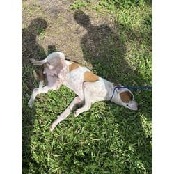 Photo of Gump, adoptable Terrier (Unknown Type, Medium) in Doral, Florida