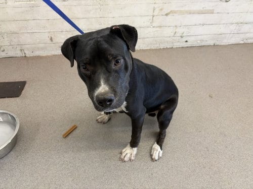 Photo of Cliff, adoptable Pit Bull Terrier in San Bernardino, California