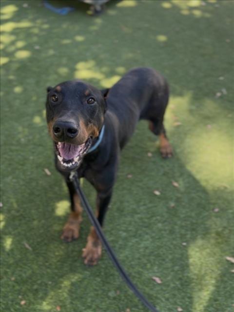 Photo of Norm, adoptable Doberman Pinscher in Van Nuys, California
