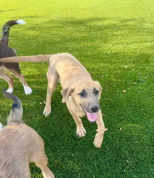 Photo of Yuma, adoptable Black Mouth Cur in Cave Creek, Arizona