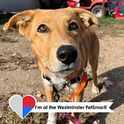 Photo of Yara, adoptable Mixed Breed (Medium) in Fort Collins, Colorado