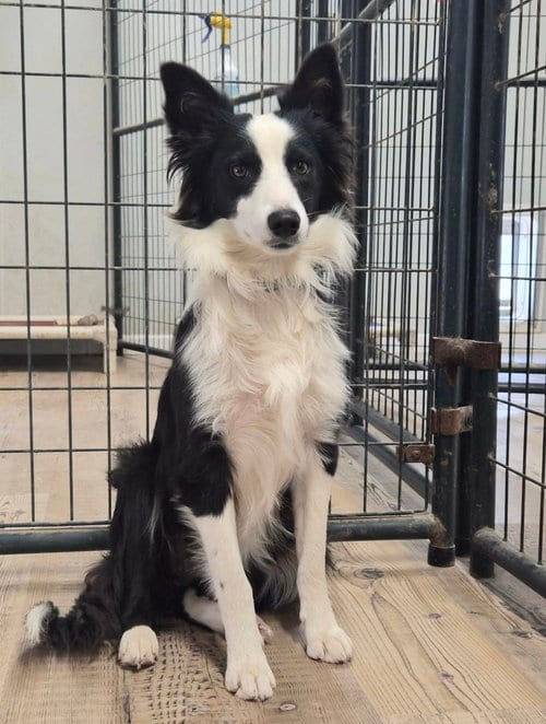 Photo of Rowdy, adoptable Australian Shepherd in Bolivar, Missouri