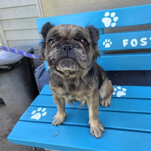 Photo of Gretta, adoptable French Bulldog in Long Beach, California