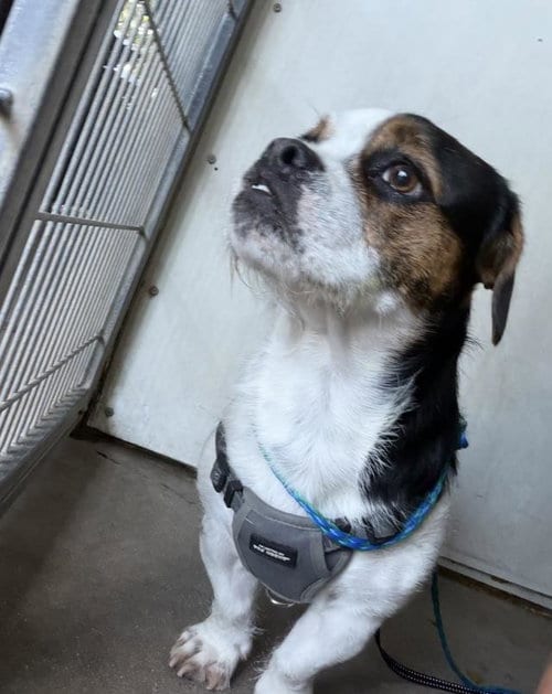 Photo of Rusty, adoptable Pug in Santa Barbara, California