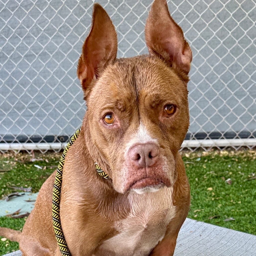 Photo of Amore, adoptable Terrier, Pit Bull in Henderson, Nevada