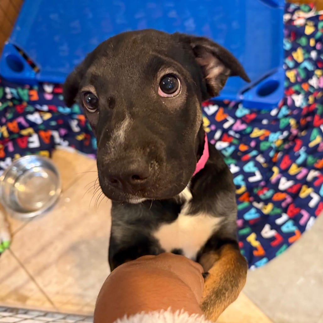 Photo of Mischief, adoptable Mixed Breed (Large) in Chattanooga, Tennessee