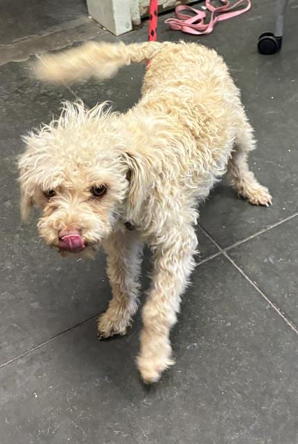 Photo of Lyric, adoptable Maltese in Santa Cruz, California