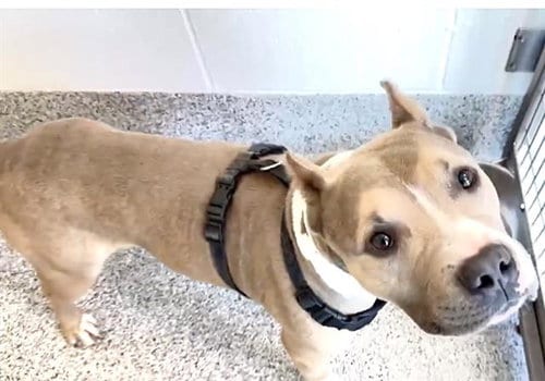 Photo of Bruno, adoptable Pit Bull Terrier in Houston, Texas