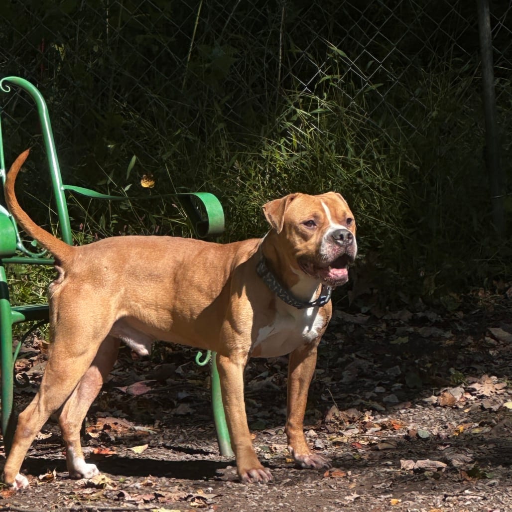 Photo of Fuego, adoptable Boxer in Middletown, New York
