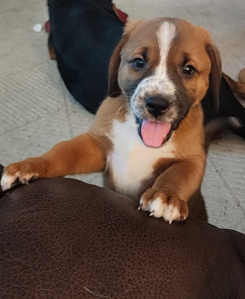 Photo of Angus, adoptable Shepherd in Phoenix, Arizona