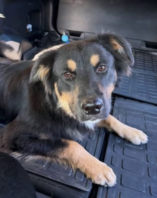 Photo of Delta, adoptable Australian Shepherd in Tabernash, Colorado
