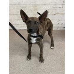 Photo of Sable, adoptable Dutch Shepherd American Pit Bull Terrier in San Bernardino, California