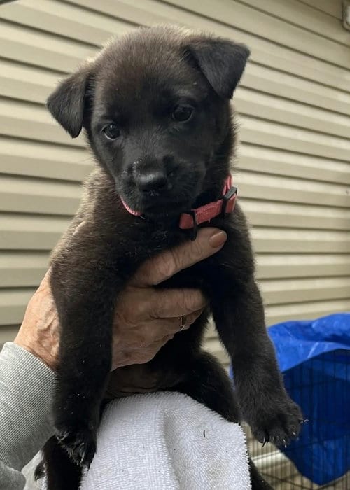 Photo of Charley, adoptable Labrador Retriever in Willingboro, New Jersey