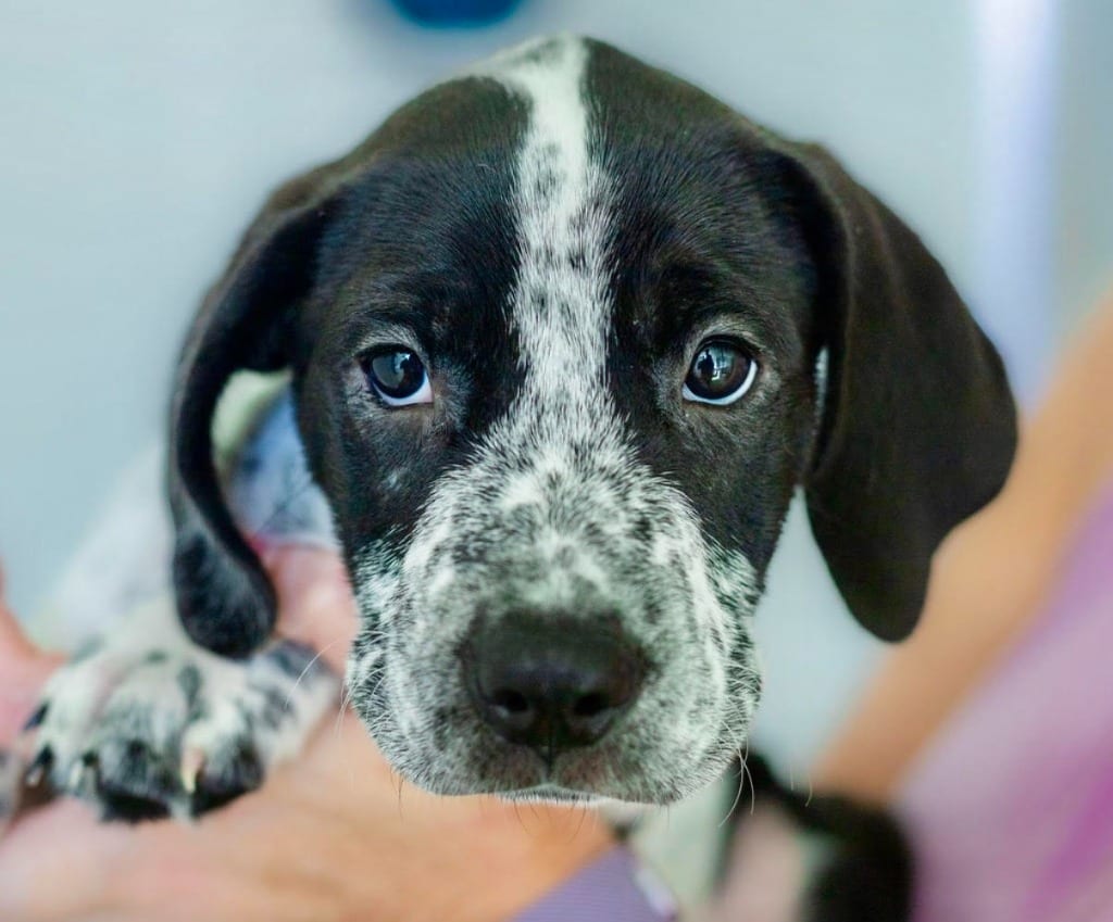 Photo of Fred, adoptable Hound in Bloomfield, Connecticut