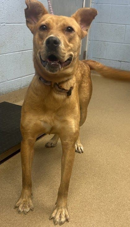 Photo of Stella, adoptable dog in Chamblee, Georgia