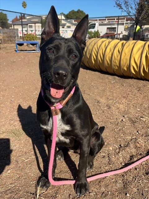 Photo of Allie, adoptable Australian Kelpie in Santa Cruz, California