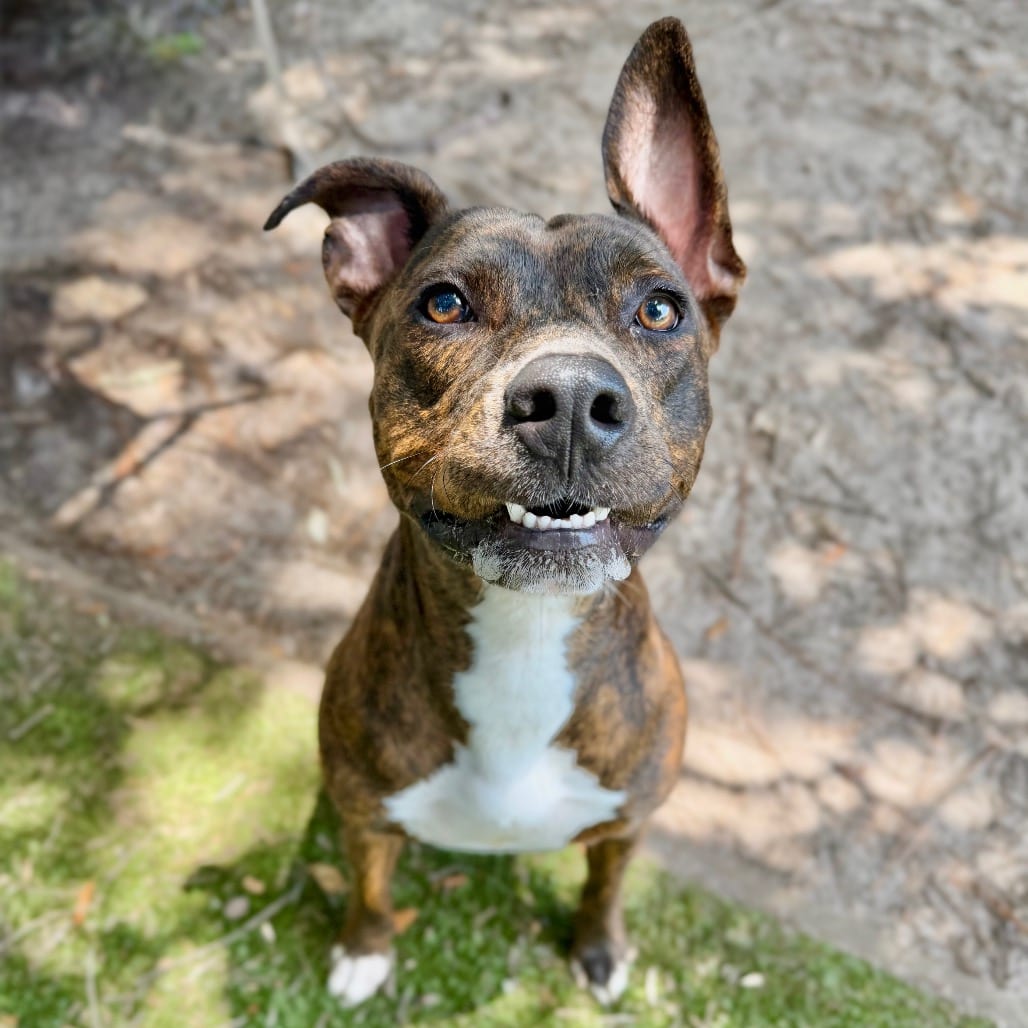 Photo of Stan Lee, adoptable Mixed Breed (Medium) in Milton, Florida