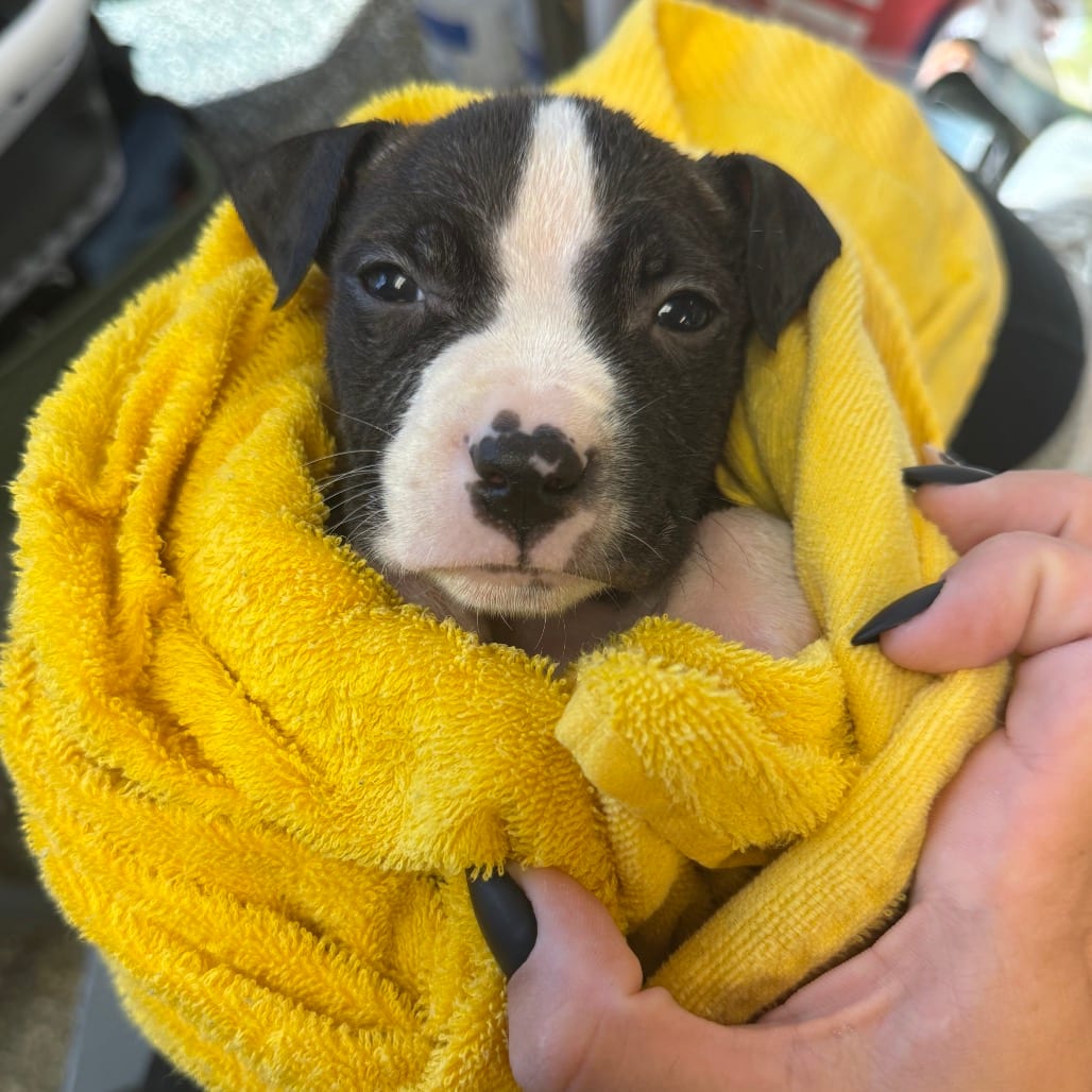 Photo of Oakley, adoptable Mixed Breed (Medium) in Ohio, Ohio