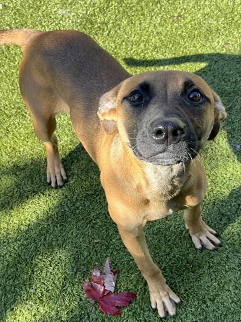 Photo of Angelica, adoptable Black Mouth Cur in Newton, North Carolina