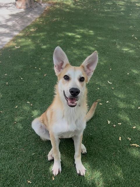 Photo of Ollie, adoptable German Shepherd Dog in Lancaster, California