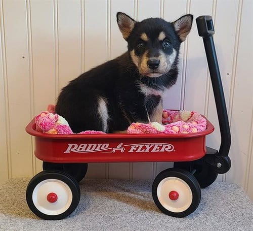 Photo of Emmylou, adoptable Australian Cattle Dog/Blue Heeler in Camarillo, California