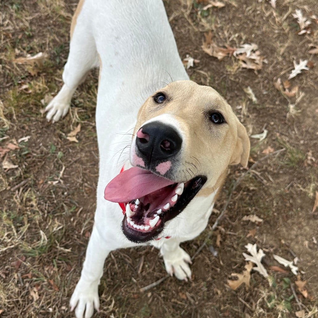 Photo of Dollie, adoptable Mixed Breed (Large) in Chattanooga, Tennessee