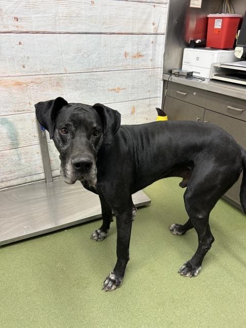 Photo of Senior Great Dane mix, adoptable Great Dane mix in Devore, California