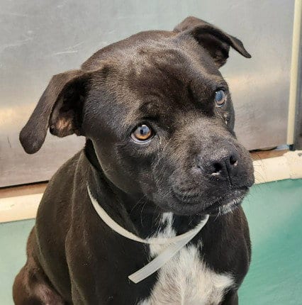 Photo of Pugsley, adoptable Staffordshire Bull Terrier in Houston, Texas