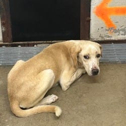 Photo of Goldie Locks, adoptable Labrador Retriever Mixed Breed (Medium) in Ringgold, Georgia