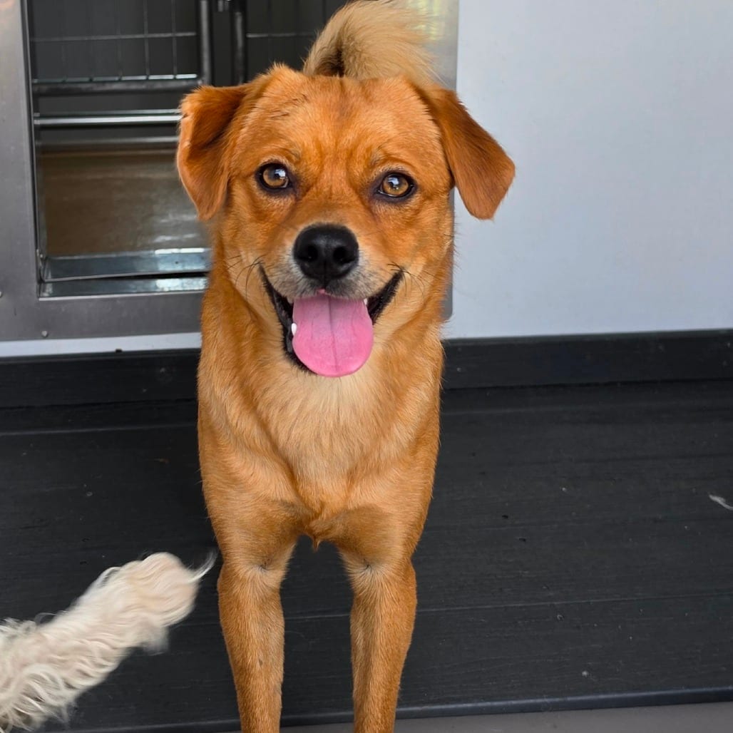 Photo of Bjorn - City of Industry Location, adoptable Pug / Mix