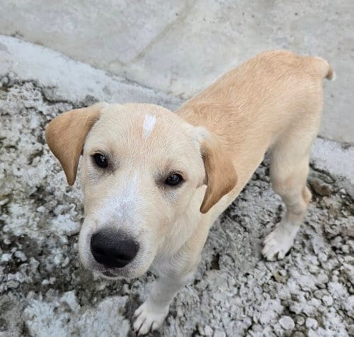 Photo of Ivan, adoptable Labrador Retriever in Tracy City, Tennessee