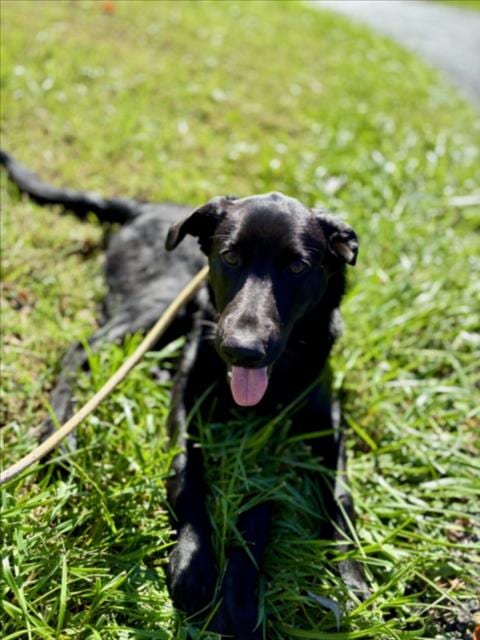 Photo of Big Bopper, adoptable Labrador Retriever in Derwood, Maryland