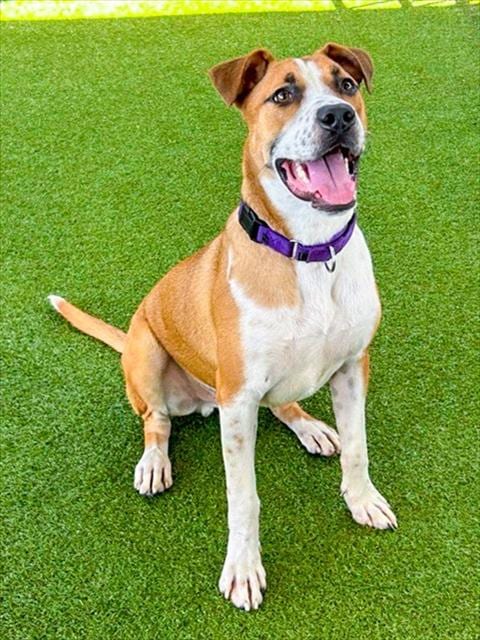 Photo of Flounder, adoptable Pit Bull Terrier in Waco, Texas