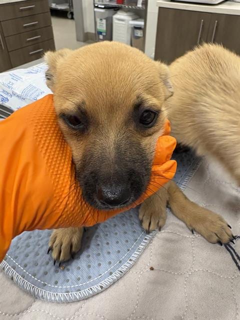 Photo of Choco, adoptable Chihuahua in Baytown, Texas