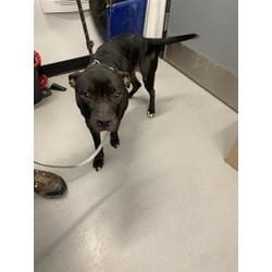Photo of Penne, adoptable Mixed Breed (Medium) in Georgetown, Delaware