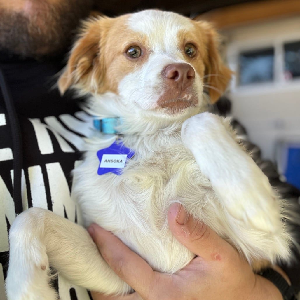 Photo of Ahsoka, adoptable Mixed Breed (Small) in San Francisco, California
