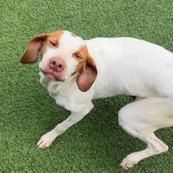 Photo of Stub 6333, adoptable Pointer in Loxahatchee, Florida
