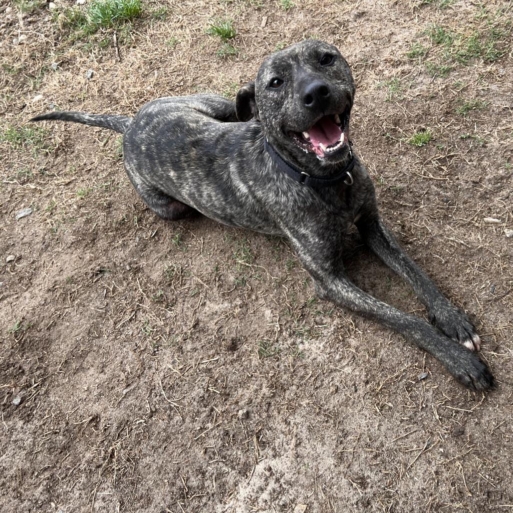 Photo of Rip, adoptable Mixed Breed (Medium) in Columbus, Georgia