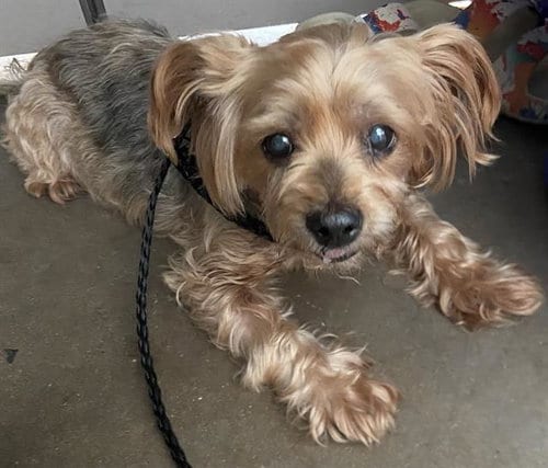 Photo of Rosalina, adoptable Yorkshire Terrier Yorkie in Dallas, Texas
