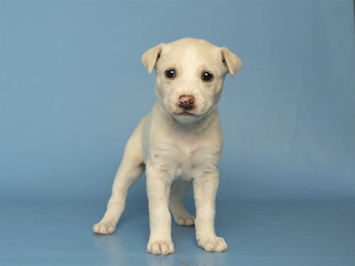 Photo of Chai, adoptable American Pit Bull Terrier in Phoenix, Arizona