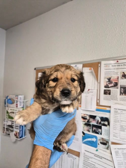 Photo of Dirt Devil, adoptable Australian Shepherd in Bolivar, Missouri