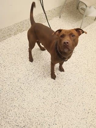 Photo of Dougie, adoptable dog in Atlanta, Georgia