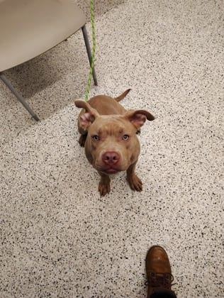 Photo of Star, adoptable dog in Atlanta, Georgia