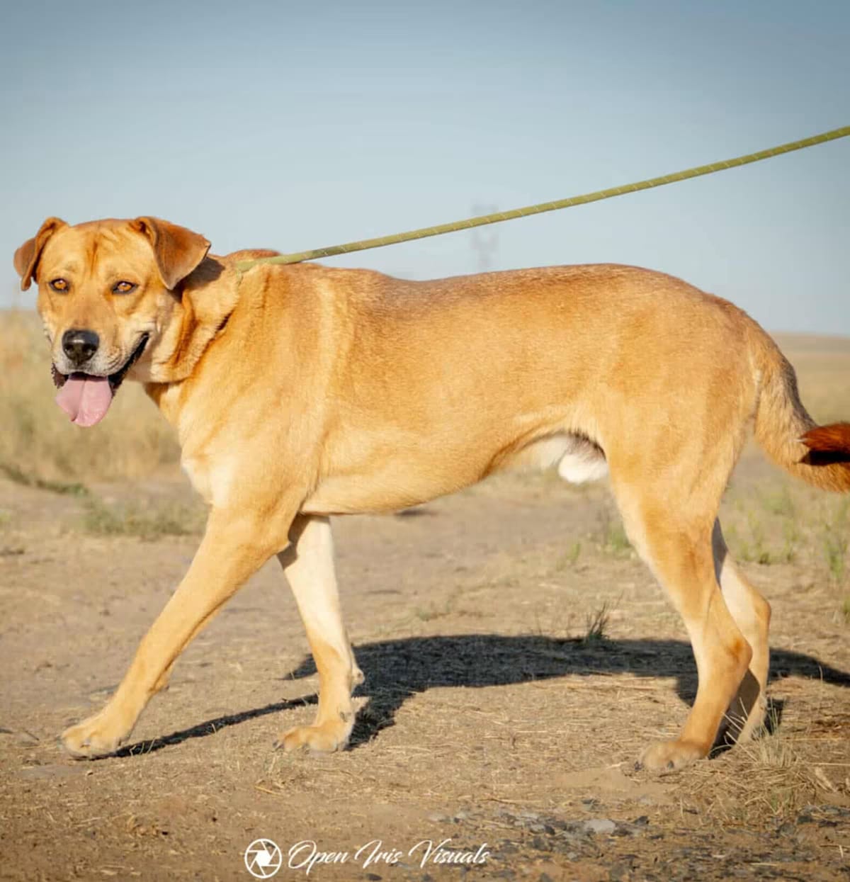 Photo of Scooby, adoptable Cane Corso/German Shepherd Dog in Soap Lake, Washington