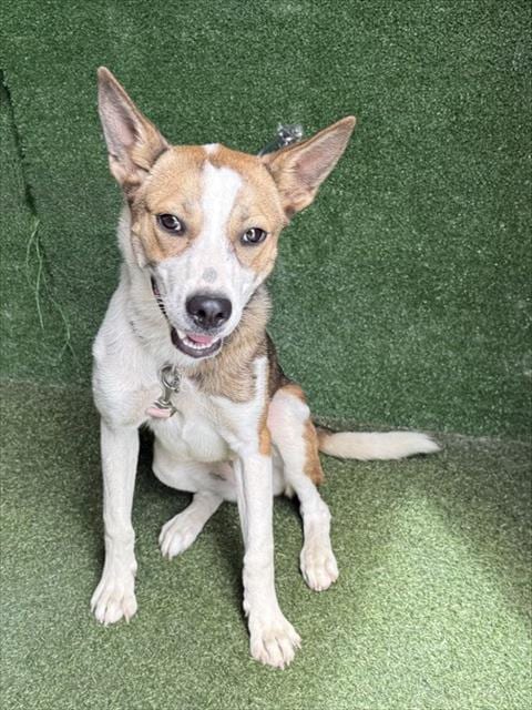 Photo of Honey, adoptable Australian Cattle Dog/Blue Heeler in Lancaster, California