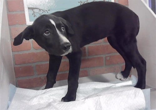 Photo of Chestnut, adoptable Staffordshire Bull Terrier in Houston, Texas