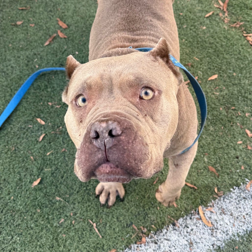 Photo of Russett, adoptable dog