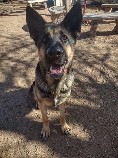 Photo of Bonnie, adoptable German Shepherd Dog in Apple Valley, California